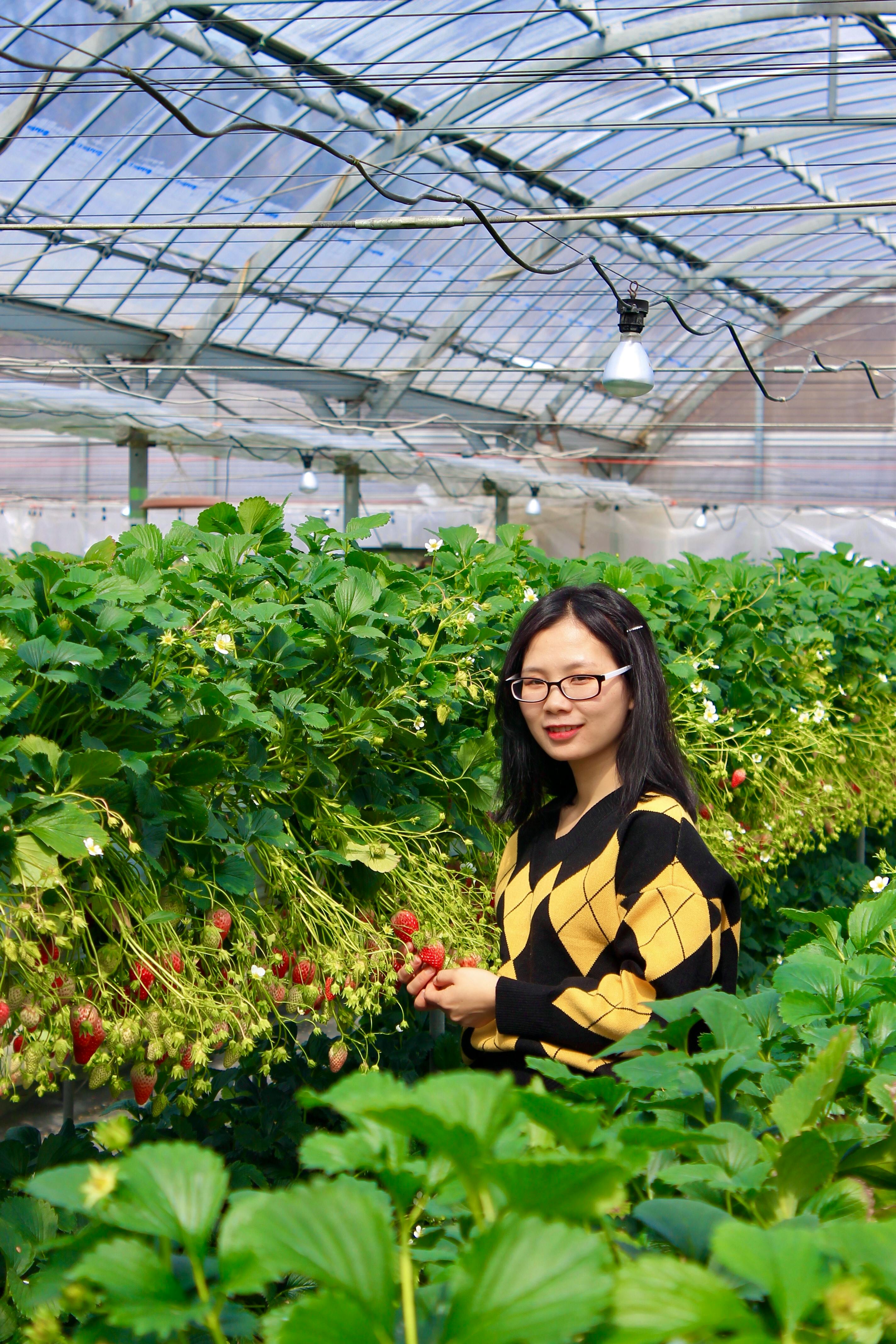 Strawberry Harvesting