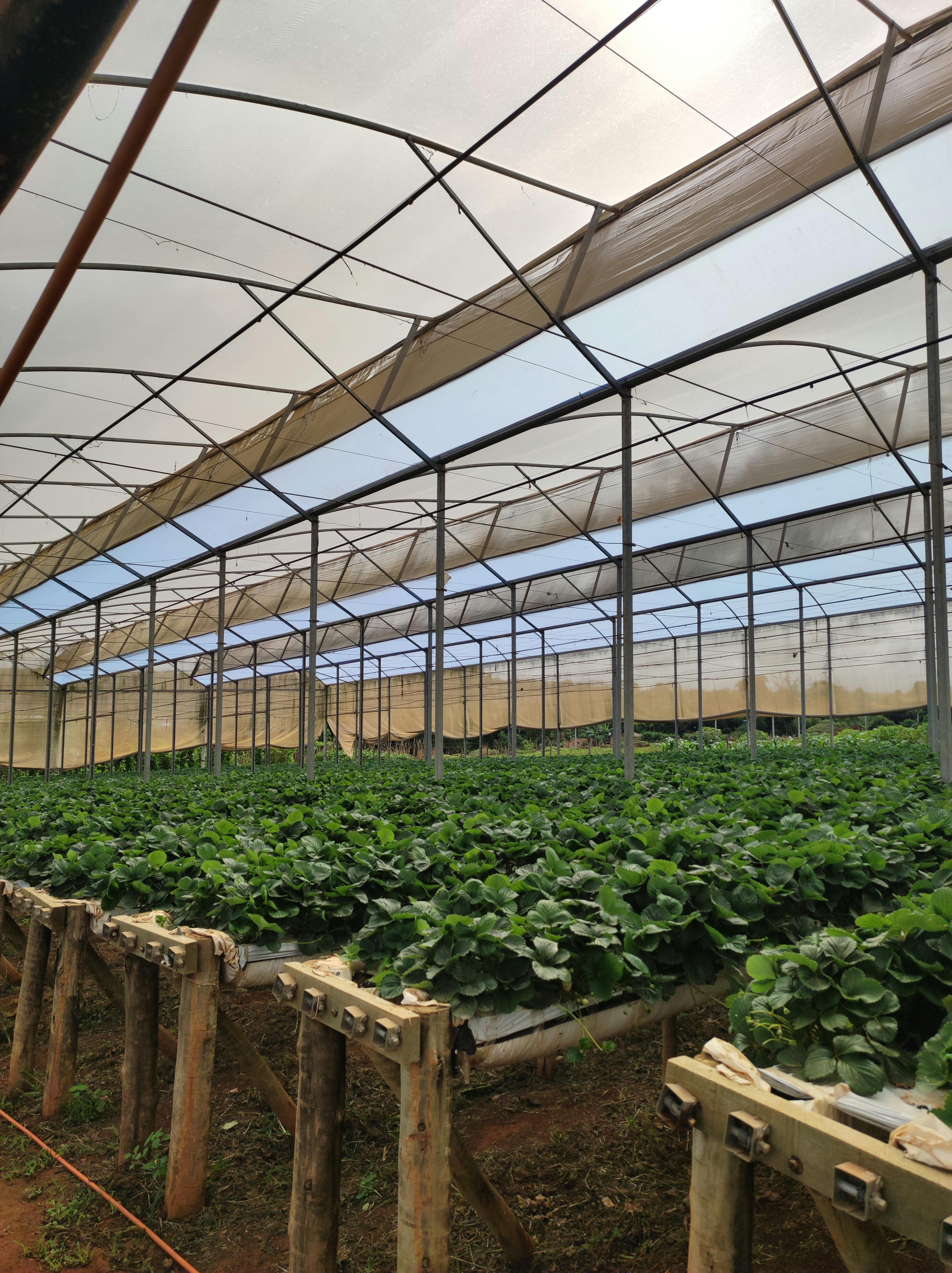Farmer checking crops